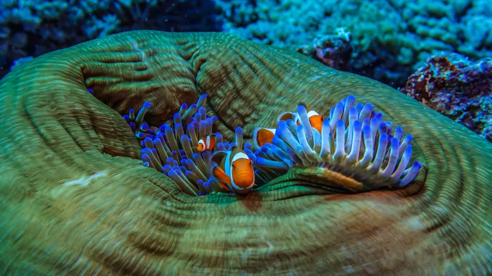 Clownfish in a sea anemone
