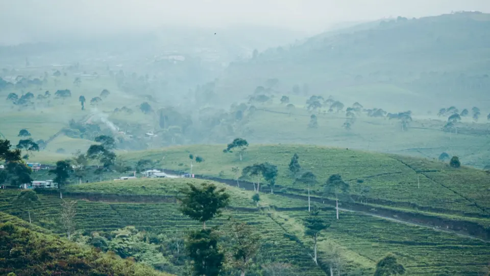 Misty tea plantation hills