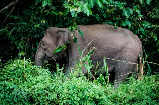 Bornean pygmy elephant