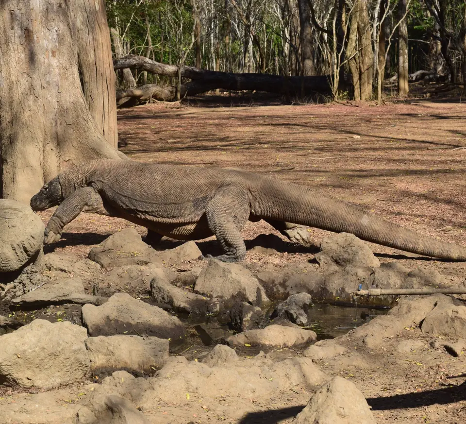 Komodo dragon