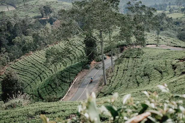 Tea plantations in the hills near Bandung