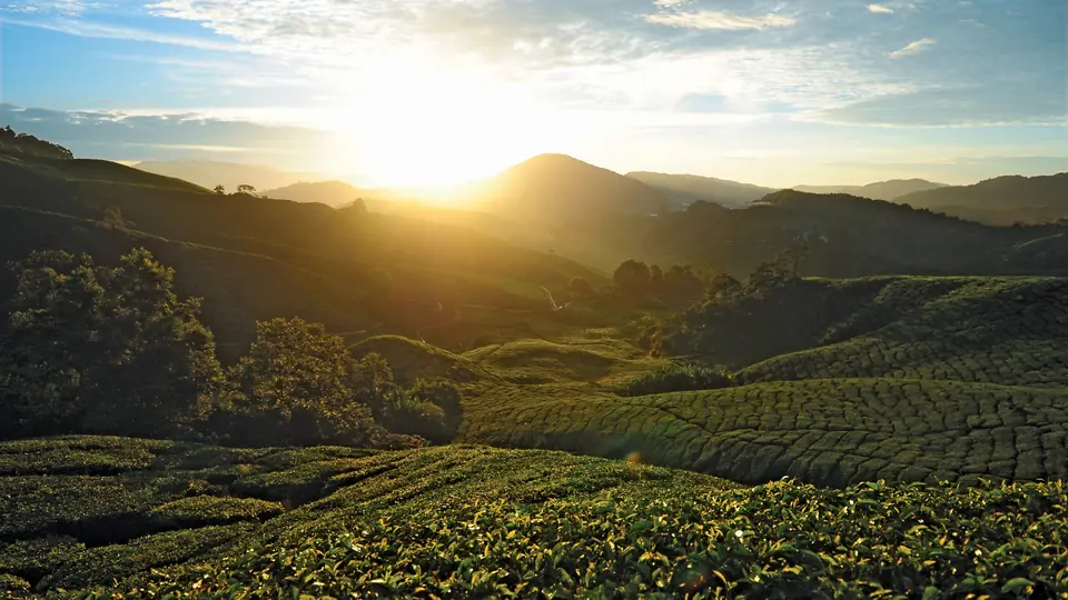 Sunrise over green tea plantation hills