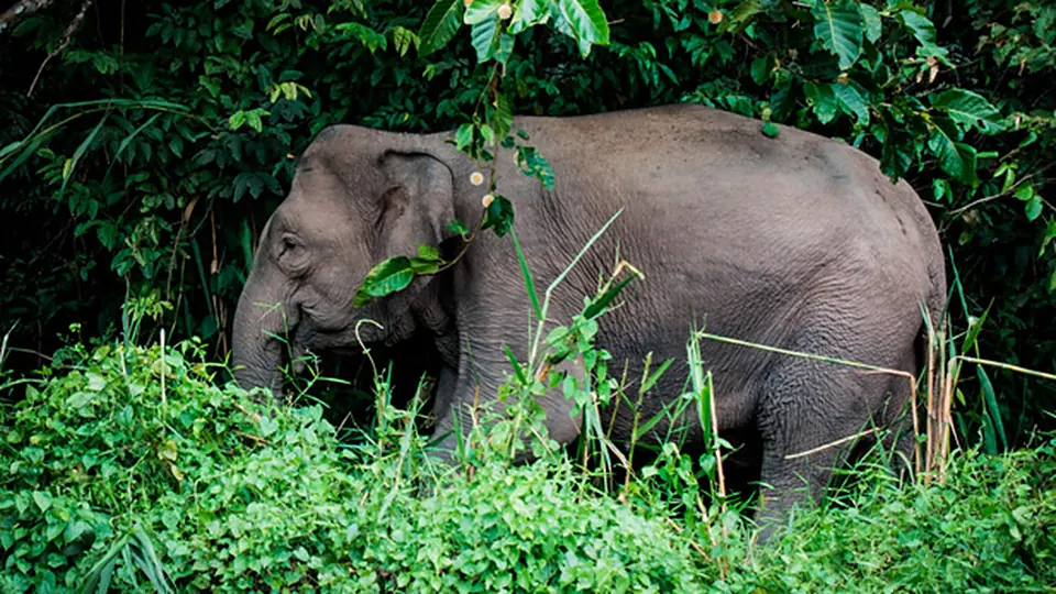 Bornean pygmy elephant in the rainforest