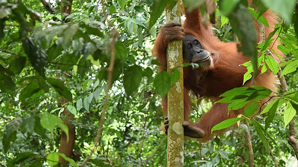 Orangutan in the rainforest of North Sumatra
